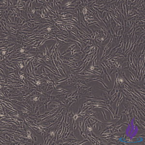 FIBPRO2®, Placental Fibroblasts