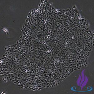 TERM CYTOTROPHOBLASTS